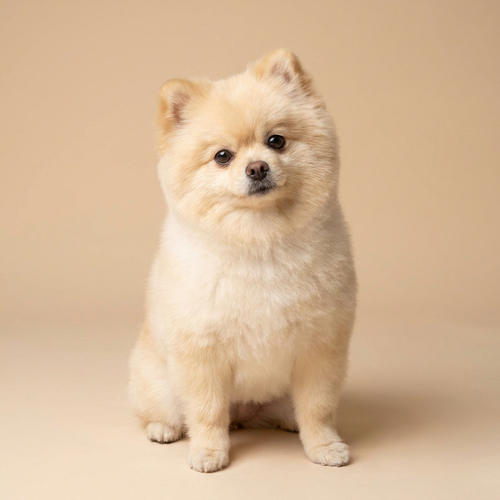 Pomeranian