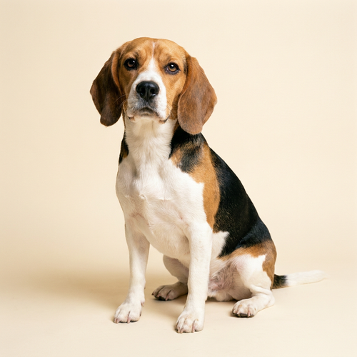 Beagle