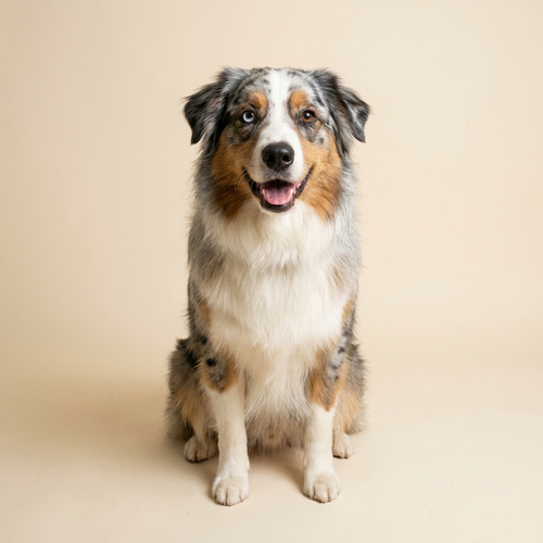 Australian Shepherd
