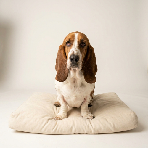 Basset Hound